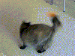 chat_le_plus_stupide_2.gif.25d642c23afabdb9b0f03c8673d8138c.gif