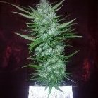 weedman<3