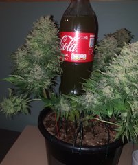 Coca1,25l.jpg