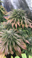 OG Kush SS fem Flo+60 (run précédent)
