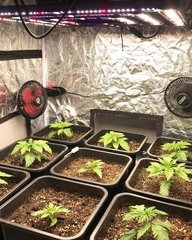 OG Kush fem SS Cro +10