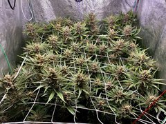 94EF52CF-E02B-4497-ACCA-C604DE4CC19D.jpeg
