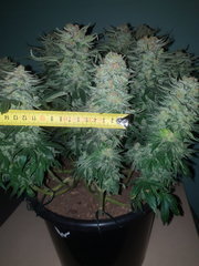 Budzz.jpg