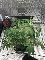 OG Kush cro+41 top