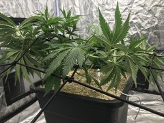OG Kush cro+41 side