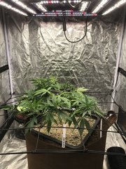OG Kush Cro+46