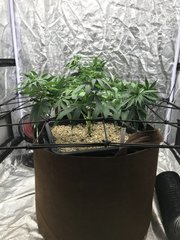OG Kush Cro+48