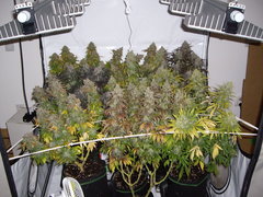 EVO4-120 ML8 9x11L