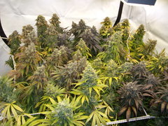 Multivar 12/12+68
