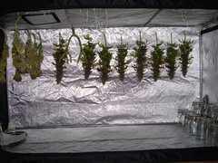 Heaven's Fruit cut 12/12+74
