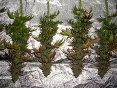 Heaven's Fruit cut 12/12+74