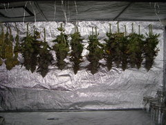 Sugar Rose cut 12/12+74