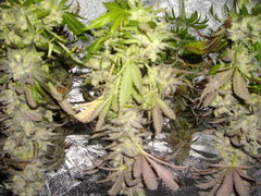Sugar Rose cut 12/12+74