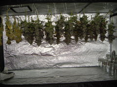 White Fire OG cut 12/12+74