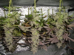 White Fire OG cut 12/12+74