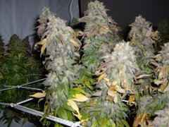 Blue Dream 12/12+74