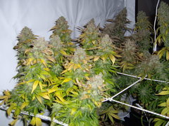 Blue Rhino 12/12+74