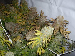 Jack El Frutero 12/12+74