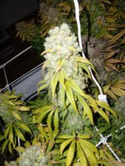 Holy Grail Kush 12/12+74