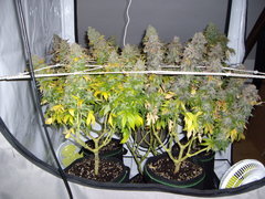 Blue Rhino & Blue Dream 12/12+74