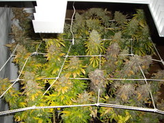 Blue Rhino & Blue Dream 12/12+74