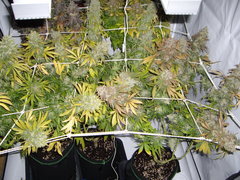 Ripper Haze & Jack El Frutero 12/12+74