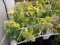 Ripper Haze 12/12+74
