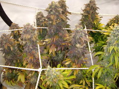 Blue Dream 12/12+74