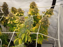 Blue Rhino 12/12+74