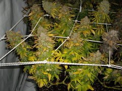 Blue Rhino 12/12+77
