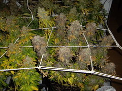 Blue Dream 12/12+77