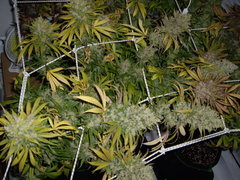 Ripper Haze 12/12+77