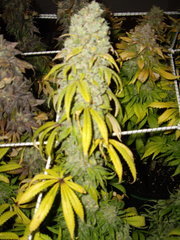 Holy Grail Kush 12/12+77