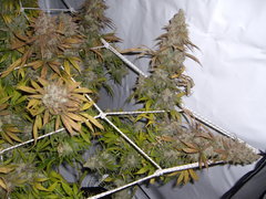 Jack El Frutero 12/12+77