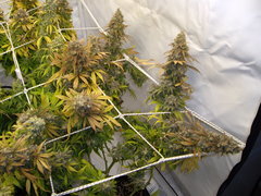 Jack El Frutero 12/12+77