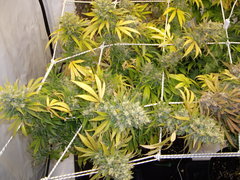 Ripper Haze 12/12+77