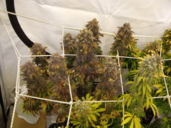 Blue Dream 12/12+77