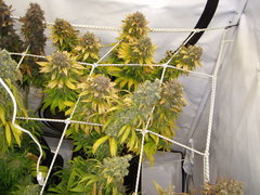 Blue Rhino 12/12+77