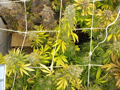 Holy Grail Kush 12/12+77