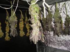 White Fire OG Cut 12/12+74 Séchage+3