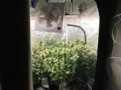 Orange Bud  Cro+35 (S+10) Flo+60