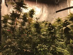 Orange Bud  Cro+35 (S+10) Flo+60