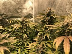 Orange Bud  Cro+35 (S+10) Flo+60