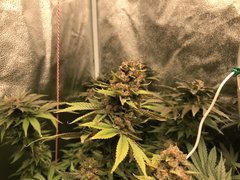 Orange Bud  Cro+35 (S+10) Flo+60