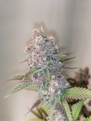 IMG_20220403_080306.jpg