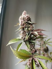 IMG_20220403_080342.jpg
