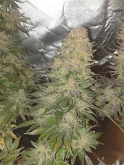 Haze