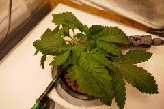 Une Holy Grail Kush