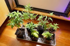 Les boutures, de Kullu derrière, de G13 Hash devant