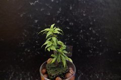 Une bouture de G13 Hash